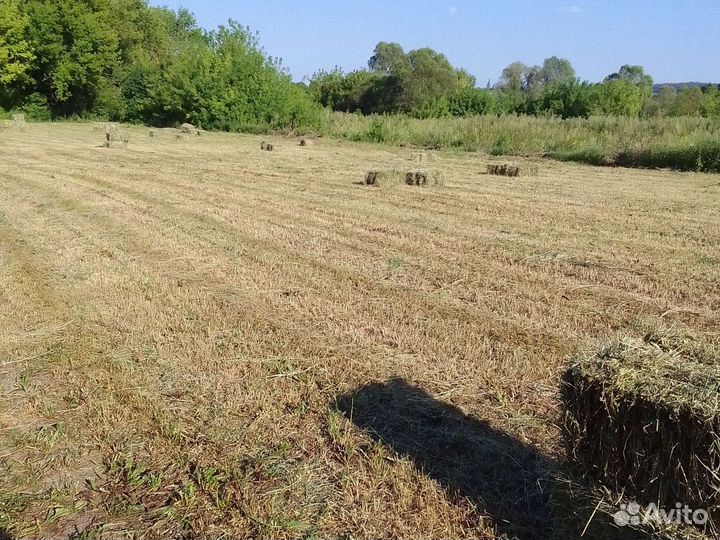 Сено люцерны в тюках