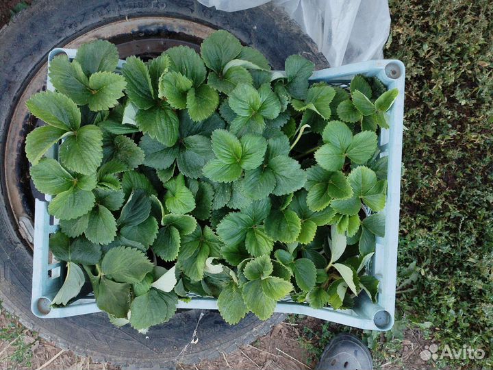 Рассада клубники