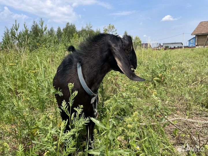 Англо нубийский козел