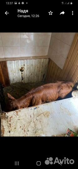 Продаю телочку