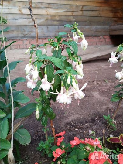 Фуксия сортовая