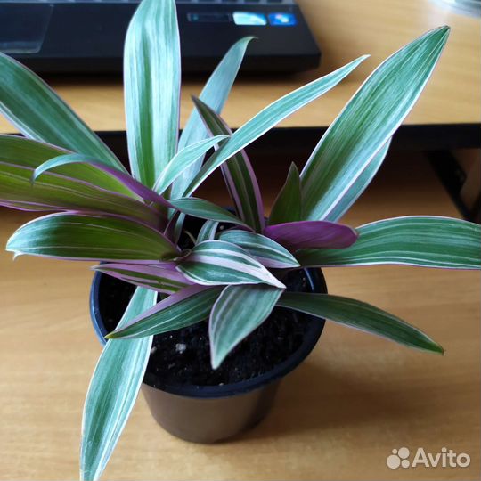 Рэо (разные виды )