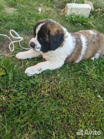 Московская сторожевая