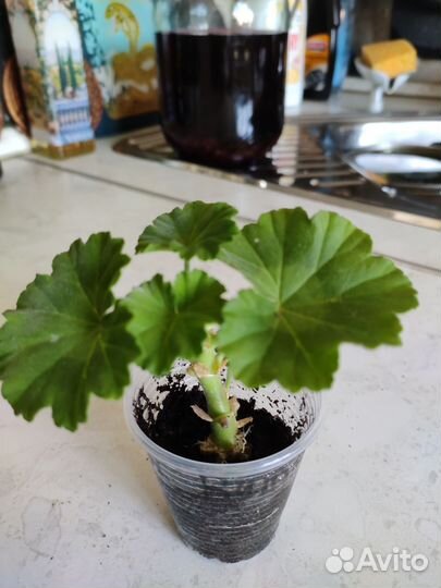 Пеларгония герань