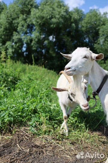 Молоко козье. Без запаха. От молодых коз