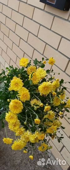 Хризантемы мультифлора