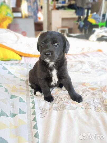 Отдам бесплатно щенки