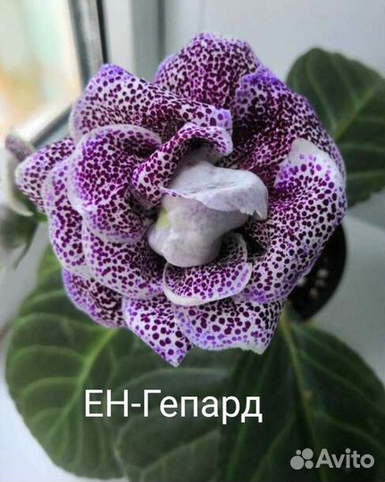 Глоксинии, укоренённые листья, детки, верхушки