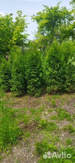 Туи и буксусы