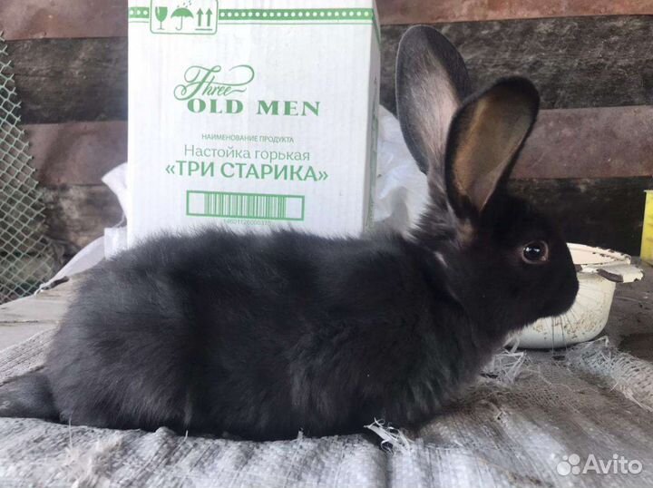 Кролики мясной породы ждут свох хозяев