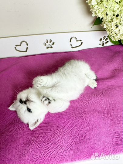 Шиншилловые девочки прямоушки и вислоушки