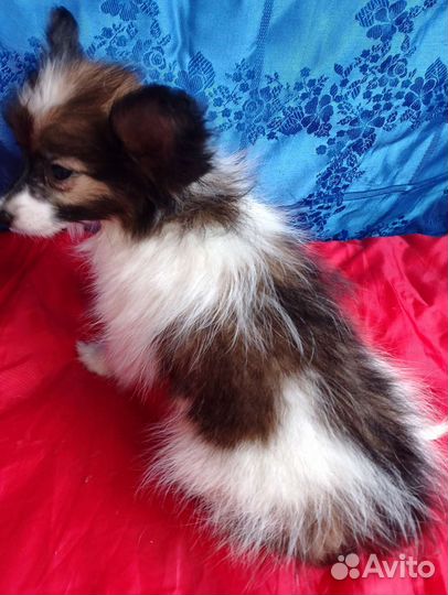 Мальчик мини папийон