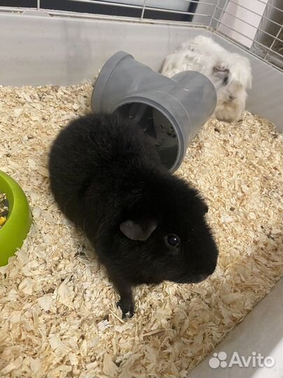 Продам две морские свинки с клеткой