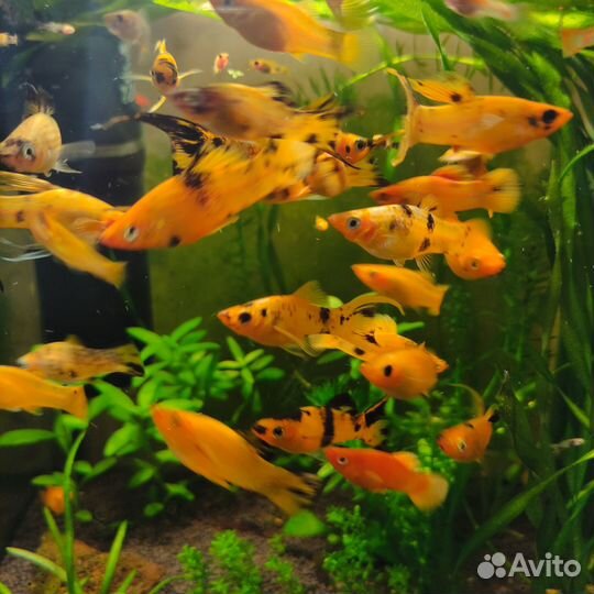 Моллинезия