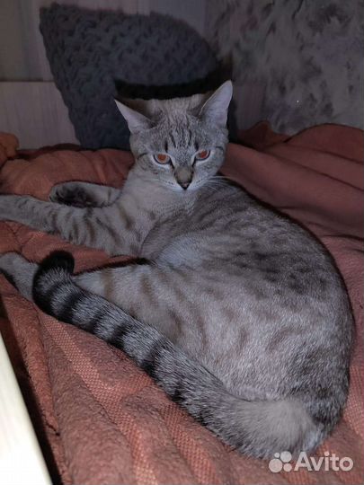 Кошка