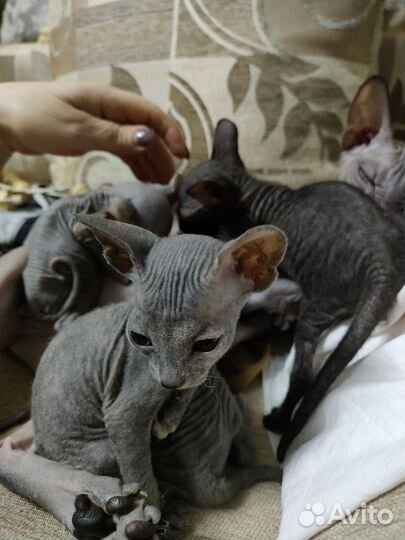 Донской сфинкс котята