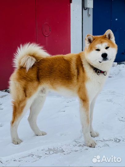Акита ину вязка