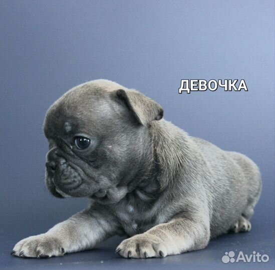 Французский бульдог