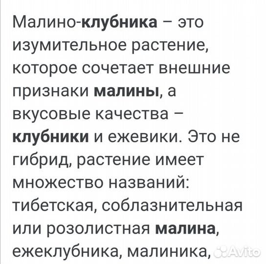 Тибетская малина