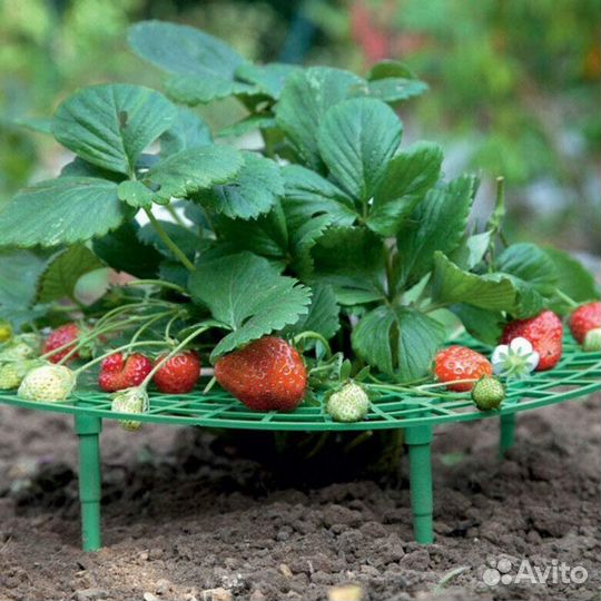 Опора для клубники кустодержатель