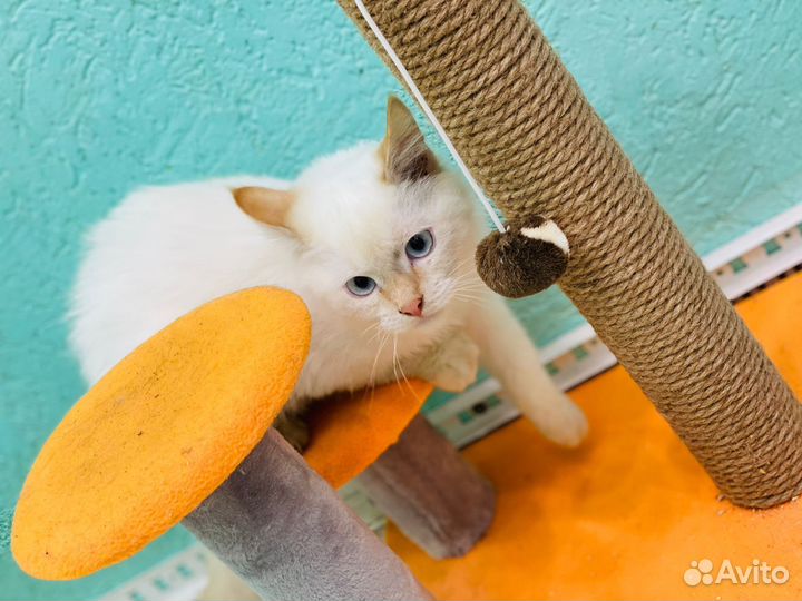 Котик 4,5 мес