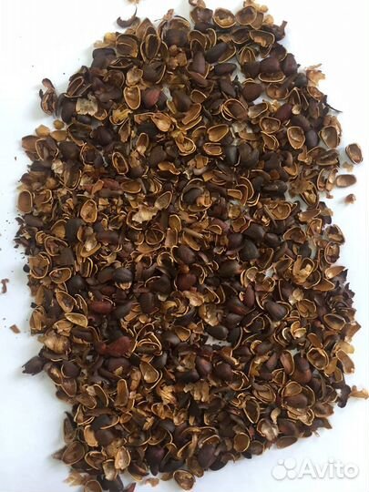 Скорлупа кедрового ореха