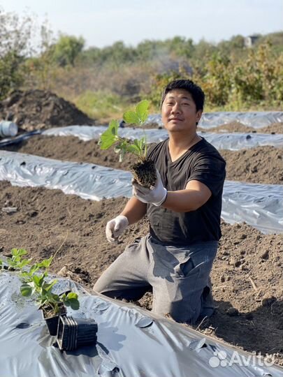 Рассада клубника. Голубика. Малина