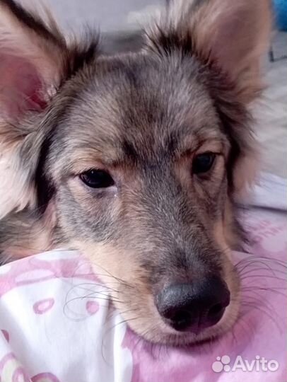 Собака в дар