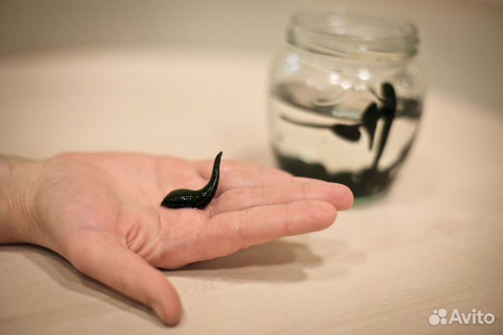 Лечебные пиявки