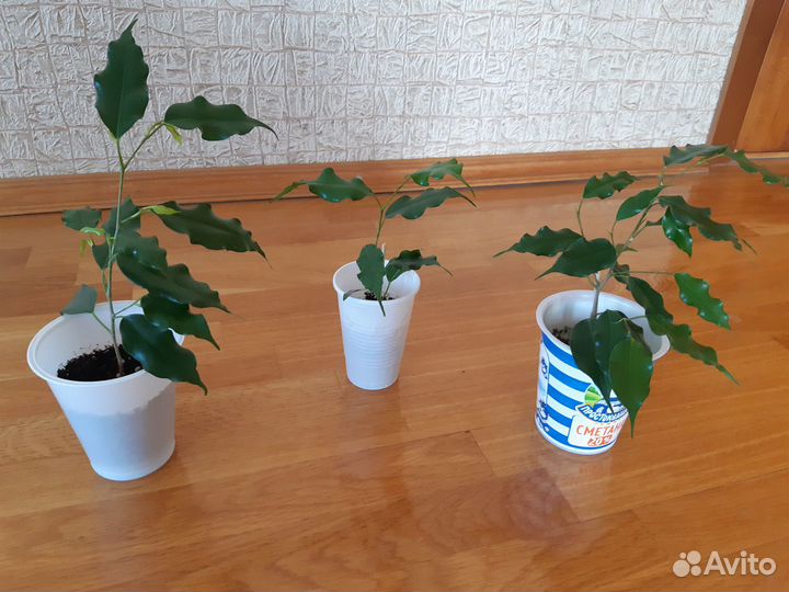 Фикусы, бальзамин, хавортия