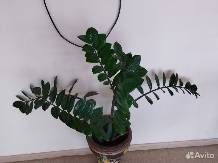 Комнатные растения цветы большие