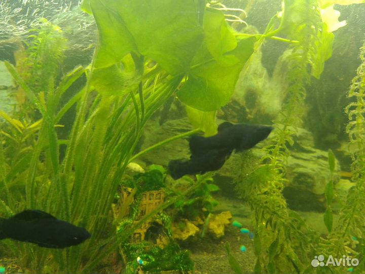 Продам рыбок