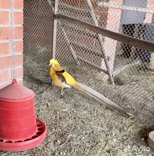 Павлины, фазаны