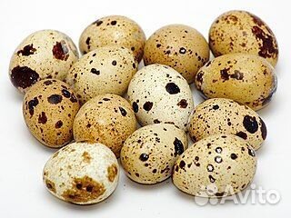 Яйца перепелиные домашние