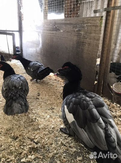 Индоутята голубые, лаванда