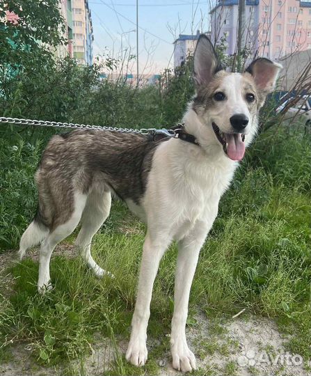 Собака 10 месяцев