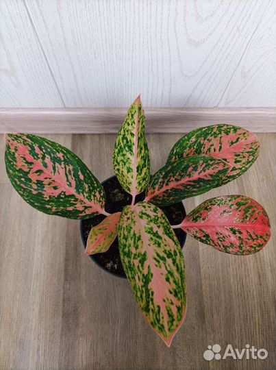 Аглаонема Sab Ratsamee