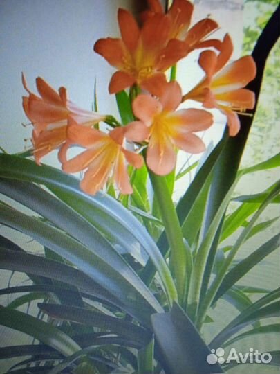 Clivia) Кливия