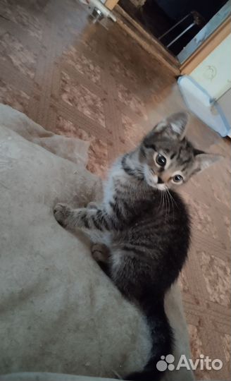 Котёнок, месяца 2