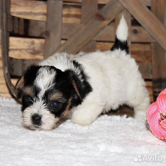 Бивер чистокровные щеночки