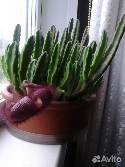 Кактусы, стапелия, бразилиопунция