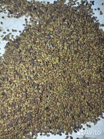 Продаю семена люцерны