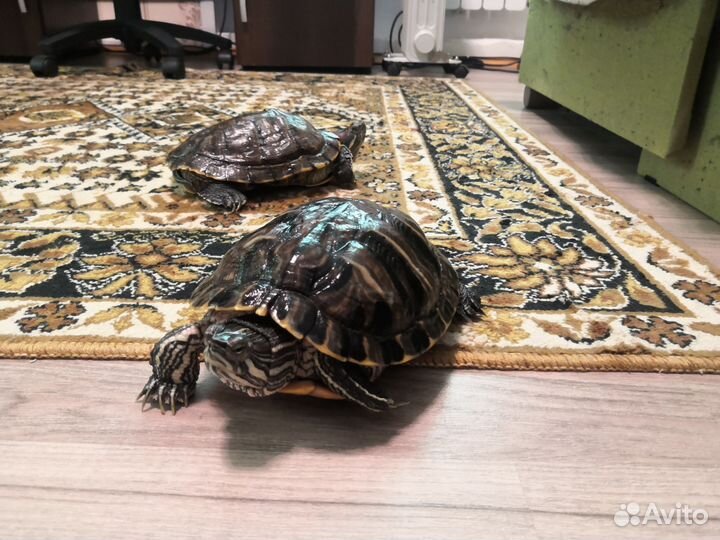 2 Черепахи, красноухая, бесплатно