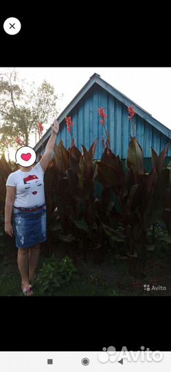 Клубни канн