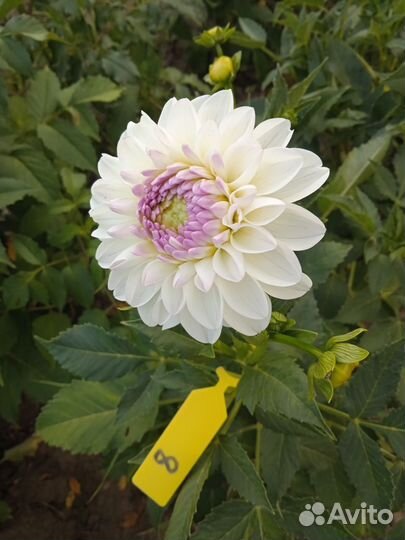 Георгины сортовые