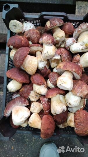 Белые грибы свежие Боровой