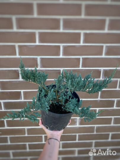 Можжевельник