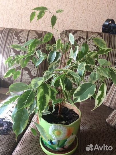 Домашние растения