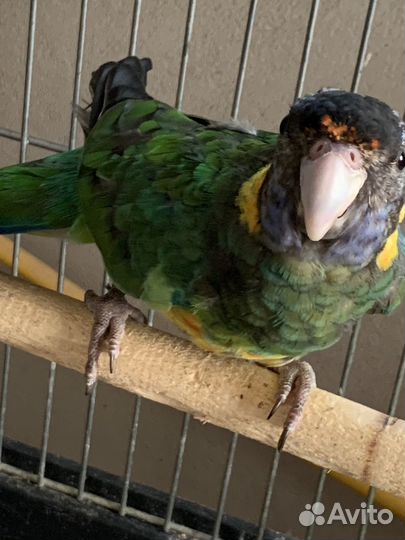 Паругай бернард