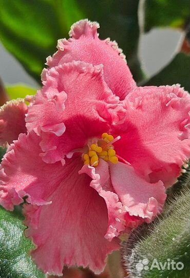 Фиалка набор 5+1